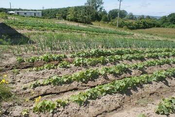 Фото номера Дом для отпуска Дома для отпуска Agrodomki Okej -Dom Kasjan г. Gardna Wielka 80