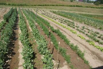 Фото номера Дом для отпуска Дома для отпуска Agrodomki Okej -Dom Koko г. Gardna Wielka 85