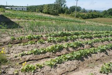 Фото номера Дом для отпуска Дома для отпуска Agrodomki Okej -Dom Koko г. Gardna Wielka 84
