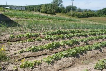 Фото номера Дом для отпуска Дома для отпуска Agrodomki Okej -Dom Koko г. Gardna Wielka 36